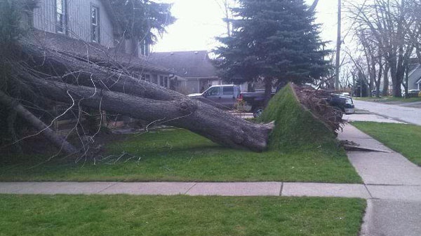 A CTV reader sent this picture of an uprooted tree after a wind storm pounded southern Ontario on Thursday, April 28, 2011.
