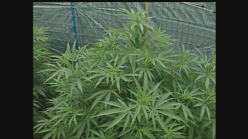 Marijuana plants are seen on Gary Andruski's property near Elmwood, Ont. on Tuesday, July 23, 2013.