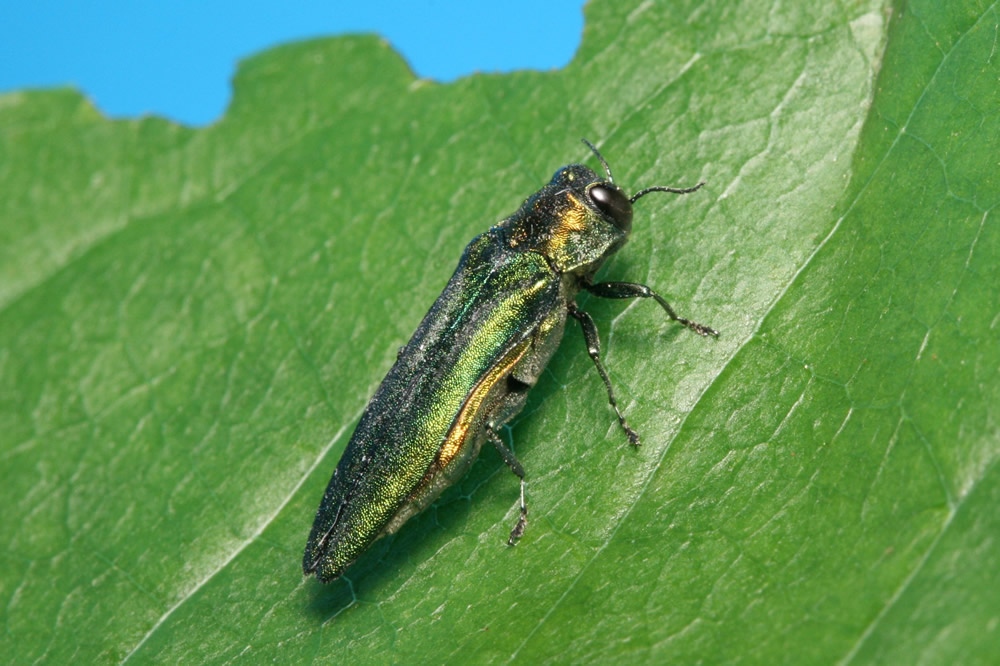 Emerald Ash Borer