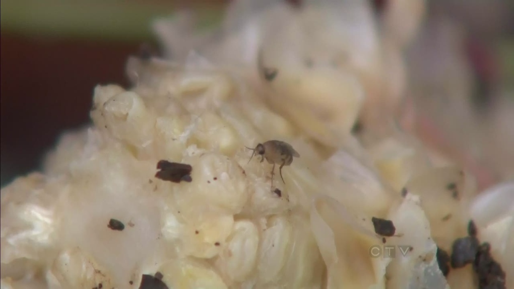 CTV BC: Maggots thriving in Vancouver compost bins
