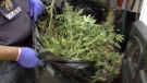 Hundreds of marijuana plants were found inside a south Edmonton home on Thursday, May 5 ,2011.