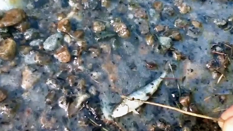 Lemon Creek dead fish