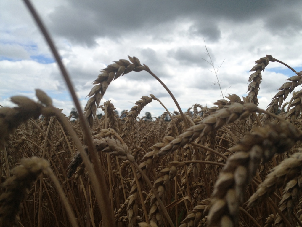 Wheat crops storm
