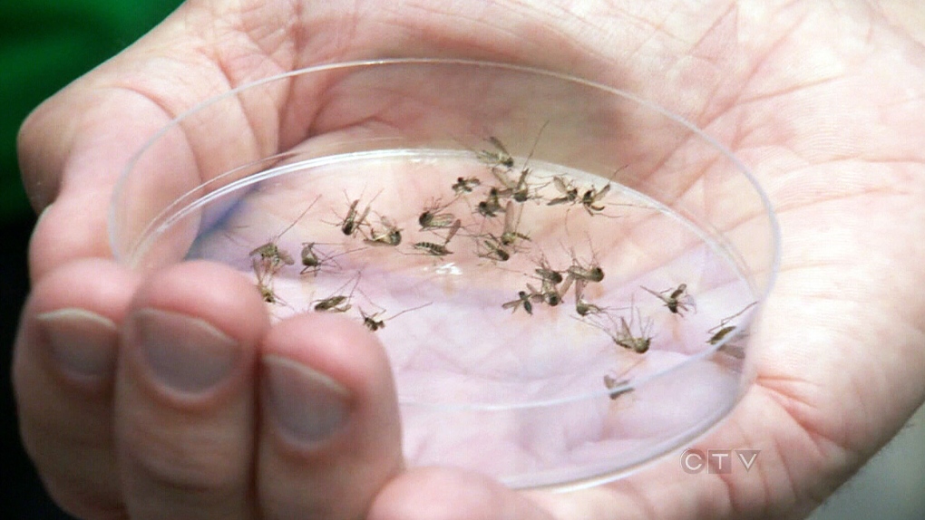 CTV Toronto: Fighting to stop West Nile outbreaks