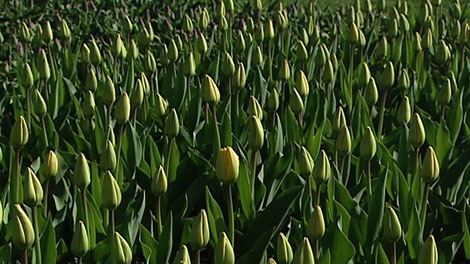 The NCC said tulip bulbs should be in full bloom in the coming days, Friday, May 6, 2011
