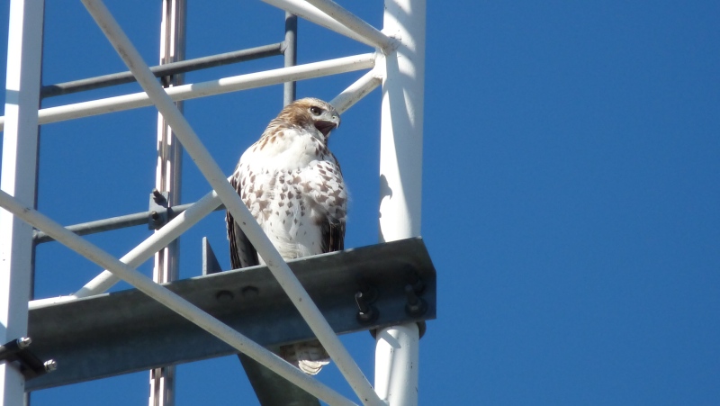 A Red-tailed Hawk perches outside the CTV offices on Communications Road in London, Ont. (Peter Ousey / CTV London)
