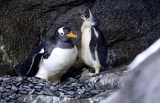 zoo calgary penguin penguins partially reopened welcome yawns sits nest chick mother wednesday july ctvnews