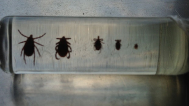 The three ticks on the right are the blacklegged type that can carry Lyme disease. The two on the left are wood ticks. 