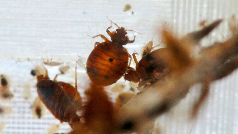 Bedbugs are seen in a container from the lab at the National Pest Management Association, during the National Bed Bug Summit in Washington, Tuesday, Feb. 1, 2011. (AP / Alex Brandon)