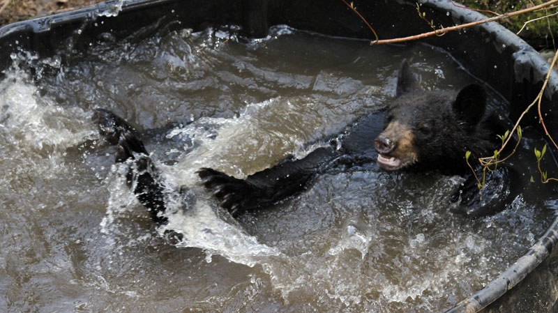 A small black bear playfully splashes around in a tub of water at the Oregon Zoo in Portland, Ore., Tuesday, April, 19, 2011. (AP Photo/Don Ryan)