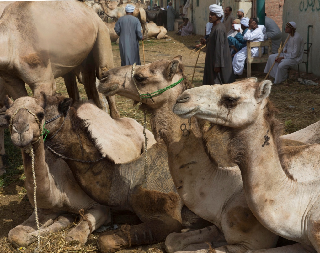Camels rest in Birqash, Egypt