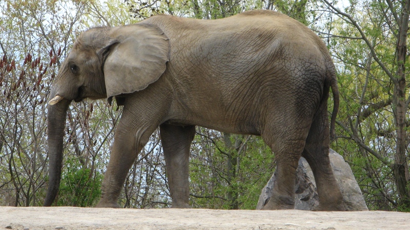 Thika, one of the Toronto Zoo's three remaining elephants, walks around it's enclosure on Thursday May 12, 2011. The Toronto Zoo voted to relocate its three aging elephants Thursday but some critics argue the decision to move them to another zoo instead of an animal sanctuary is the wrong choice. (Pat Hewitt / THE CANADIAN PRESS)