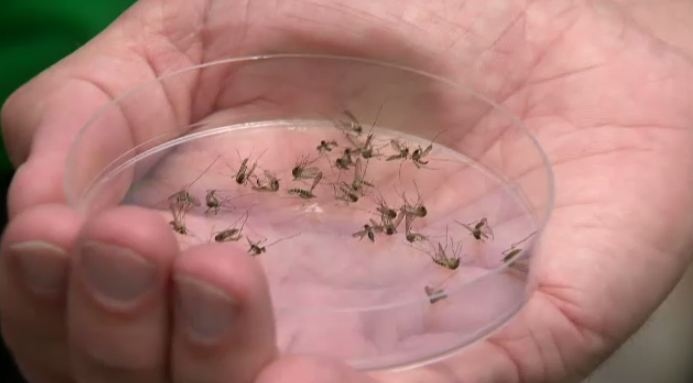 A sample of mosquitoes caught in Ottawa in 2013