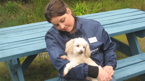 "Miracle May" with Sunshine Coast SPCA manager Shannon Broderick. The toy poodle was dropped onto the grounds of a B.C. care home on May 2, 2011. (SPCA)
