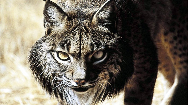 An undated photo provided by the WWF (World Wide Fund for Nature) in 2002 shows an Iberian lynx at Sierra Morena near Toledo, Spain. (AP Photo/WWF)