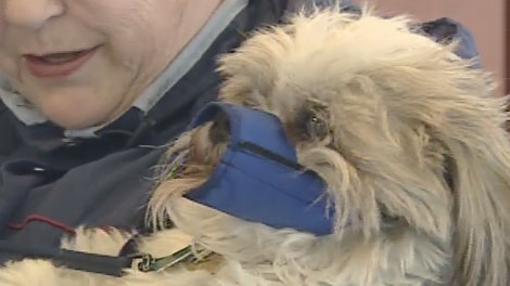 Odette Fournier's Shih-Tzu has to wear a muzzle after it bit off the tip of a woman's nose when she reached down to pet it at a Home Depot store in Ottawa.