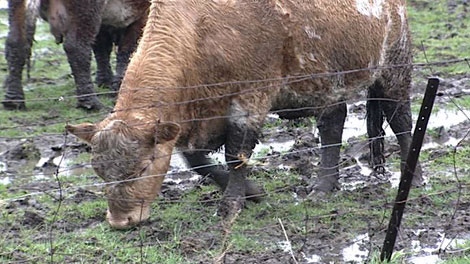 The wet weather has created muddy conditions on many farms in the area.