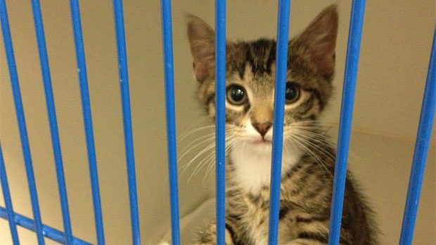 Report says city should renew animal services deal with Winnipeg Humane  Society | CTV News