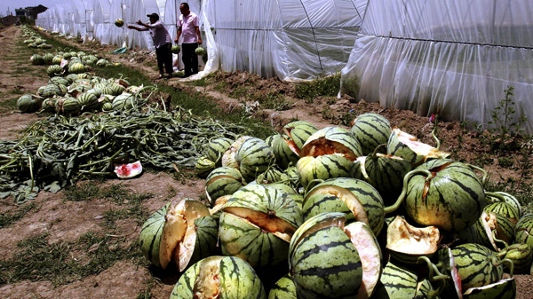 In this May 13, 2011 photo, farmers clear burst watermelons from their rented greenhouse in Danyang city in eastern China's Jiangsu province. (AP Photo)