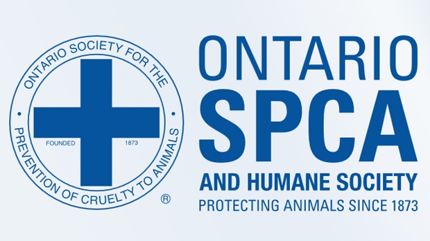 A Pembroke man has been accused of striking a dairy cow with an ice chopper, according to the Ontario SPCA.