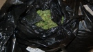 Garbage bags filled with freshly cut marijuana plants are found inside of a rental truck in Beamsville, Ont., on Monday, Aug. 19, 2013. (Niagara Regional Police Service)