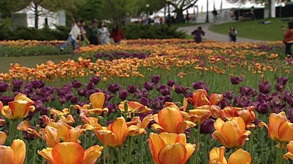 The long weekend also marks the end of the Canadian Tulip Festival, Friday, May 20, 2011