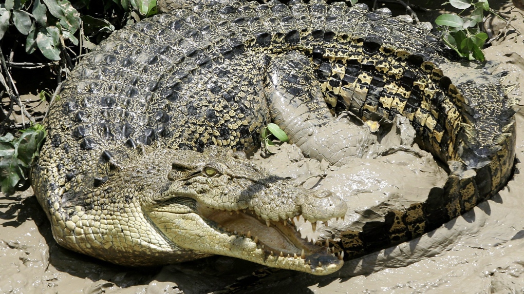 Crocodile attack Australia