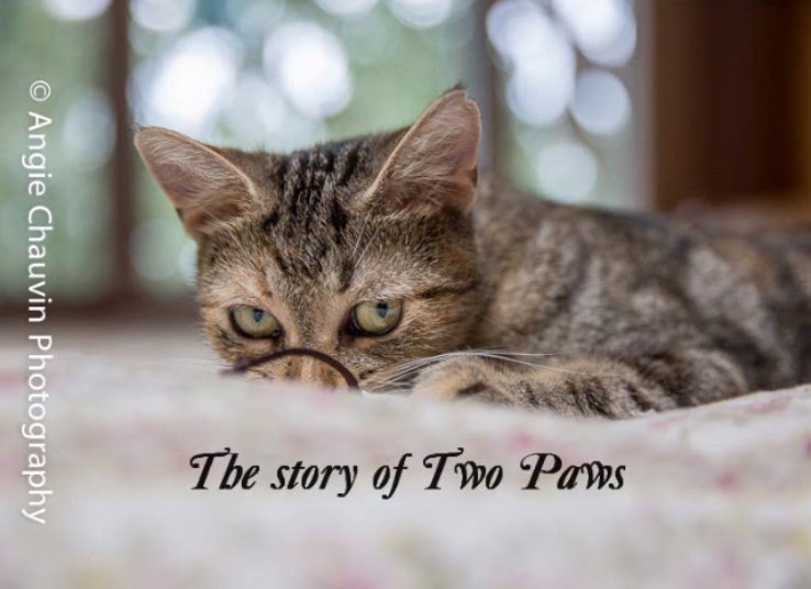 An image from the video of Two Paws posted on YouTube by The Windsor / Essex County Humane Society. 
