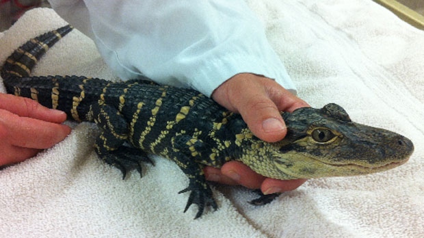 Alligator found in Winnipeg home