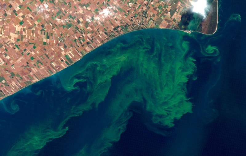 Satellite photo from a NASA website show algae blooms on Lake Erie on Oct. 5, 2011. 