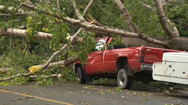 Several large trees felled in storm