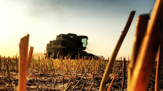 Agriculture insiders say bumper crop possible as Prairie farmers harvest crop