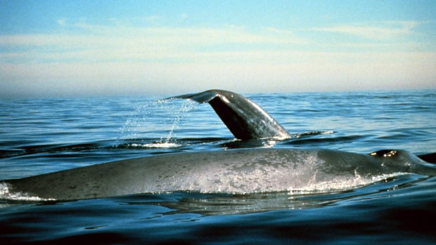 How do blue whales protect themselves?