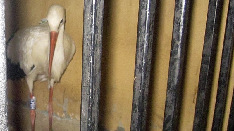Egypt detains French 'spy' bird