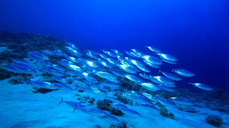 This file photo shows a school of fish. (shutterstock.com / Rich Carey) 