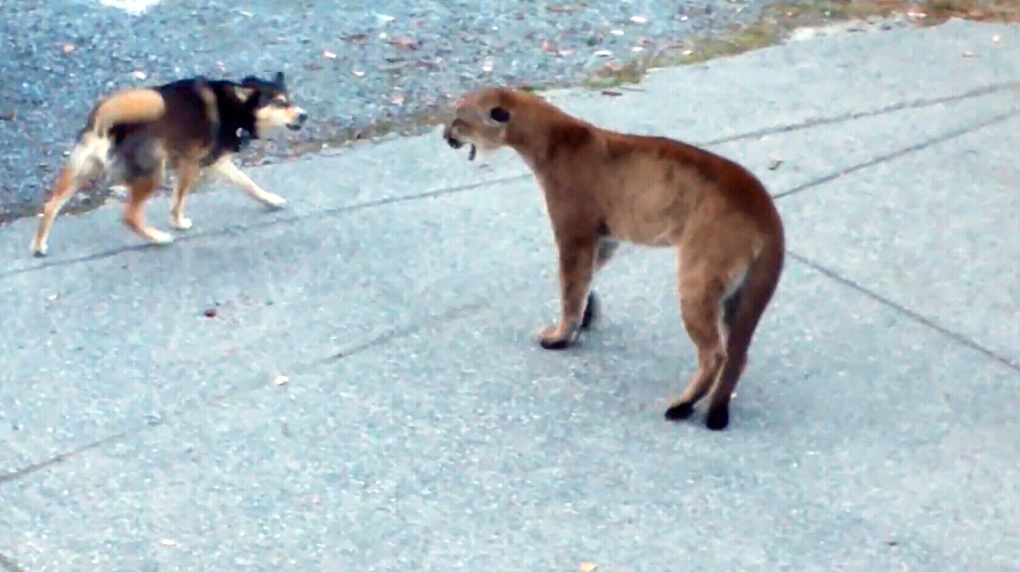 Cougar's stand-off with dogs near Victoria, B.C. on camera | CTV