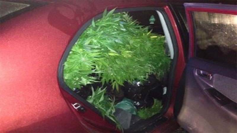 Vehicle filled with marijuana 