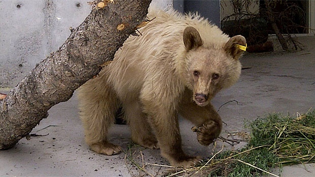 Kermode bear, Calgary Zoo