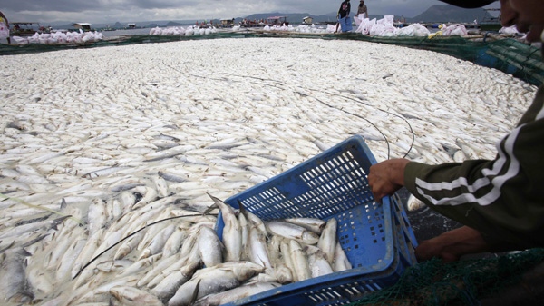 A fish pond worker scoops up dead milkfish locally known as Bangus after thousands of them were found floating on Taal Lake in Batangas province, south of Manila, Philippines, Sunday May 29, 2011. (AP Photo/Bullit Marquez)