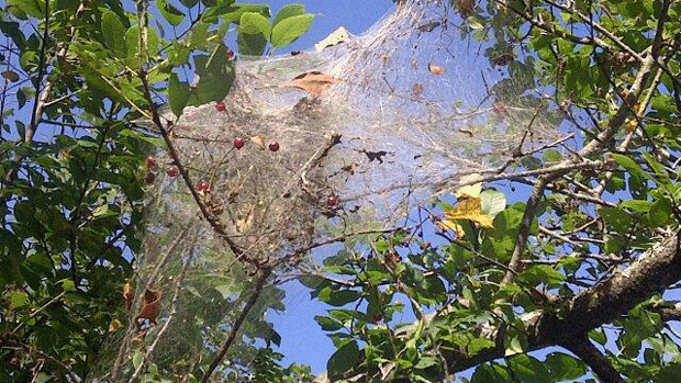 fall webworm
