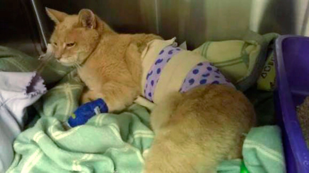 Stubbs, mayor of Talkeetna, recovers from attack