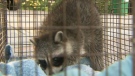 An injured raccoon in transported by Toronto Animal Services after it was allegedly beaten by a man in Bloor Street West and Lansdowne Avenue area on Wednesday, June 1, 2011.
