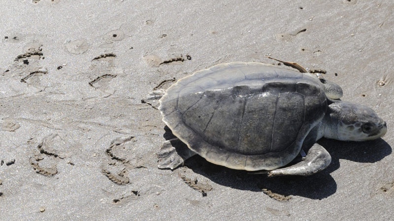 A rescued Kemps ridley turtle leaves a distinct set of tracks as it makes it's way across the sand towards the water Monday, April 26, 2010 on the Bolivar Peninsula, Texas. (AP Photo/Pat Sullivan)