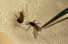 In this file photo, a mosquito is sorted according to species and gender before testing for West Nile Virus. (AP Photo/LM Otero, File)