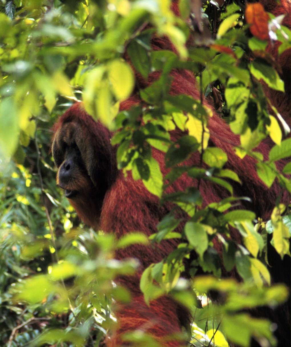Orangutans plot travel plans a day in advance