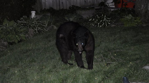 A bear wonders through a backyard in Bells Corners early Thursday morning. Viewer photo submitted by: Rose and Carl Kloppenburg