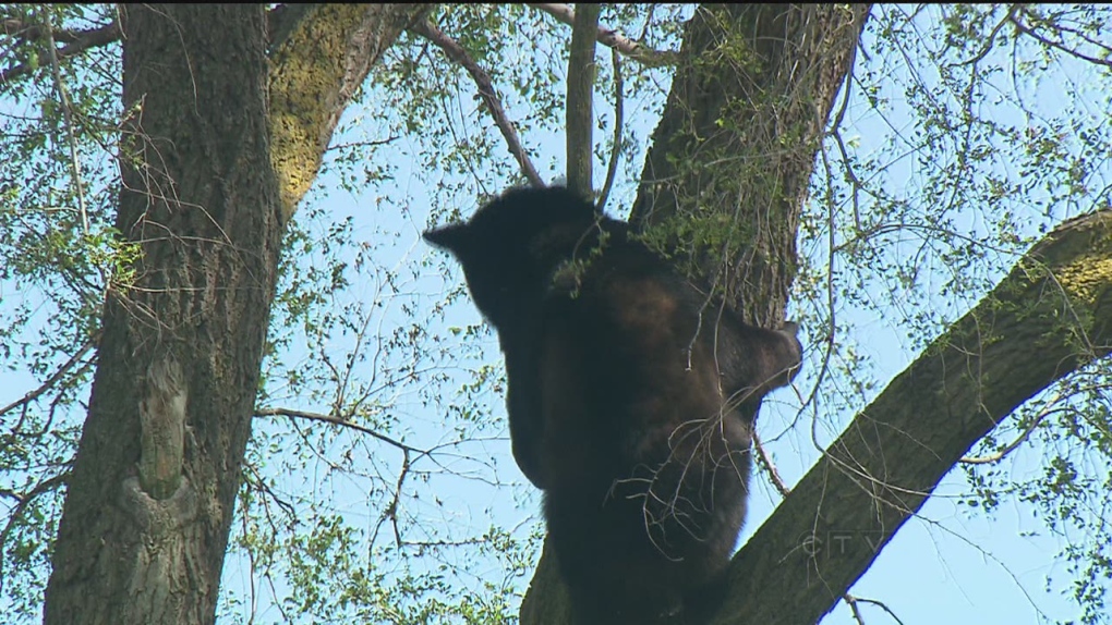 Black bear sightings on rise in Southern Ontario