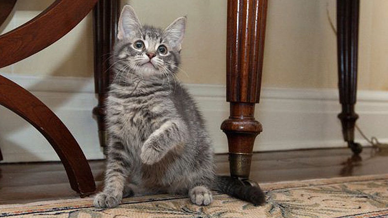 The newset resident at 24 Sussex in Ottawa is this grey male tabby cat. THE CANADIAN PRESS / HO - Facebook 