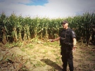 Police seized $35,000 in marijuana plants from a corn field in Tupperville, Ont., on Monday, Sept. 16, 2013. (Sacha Long / CTV Windsor)