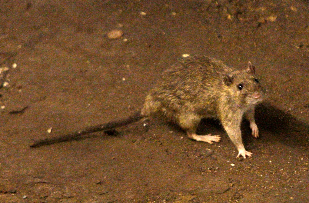 Parks Canada declares wars on rats